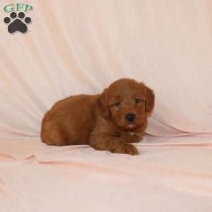 Wilbur, Mini Goldendoodle Puppy